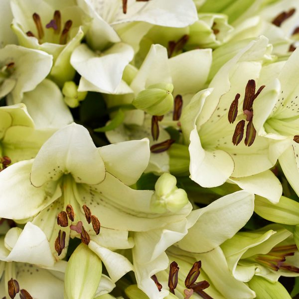 Crisp Snow Lily Bouquet