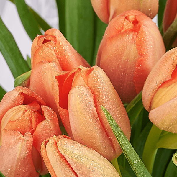 Midsummer Night Tulip Bouquet