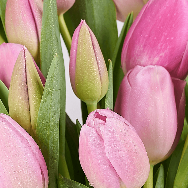 Pink Paradise Tulip Bouquet